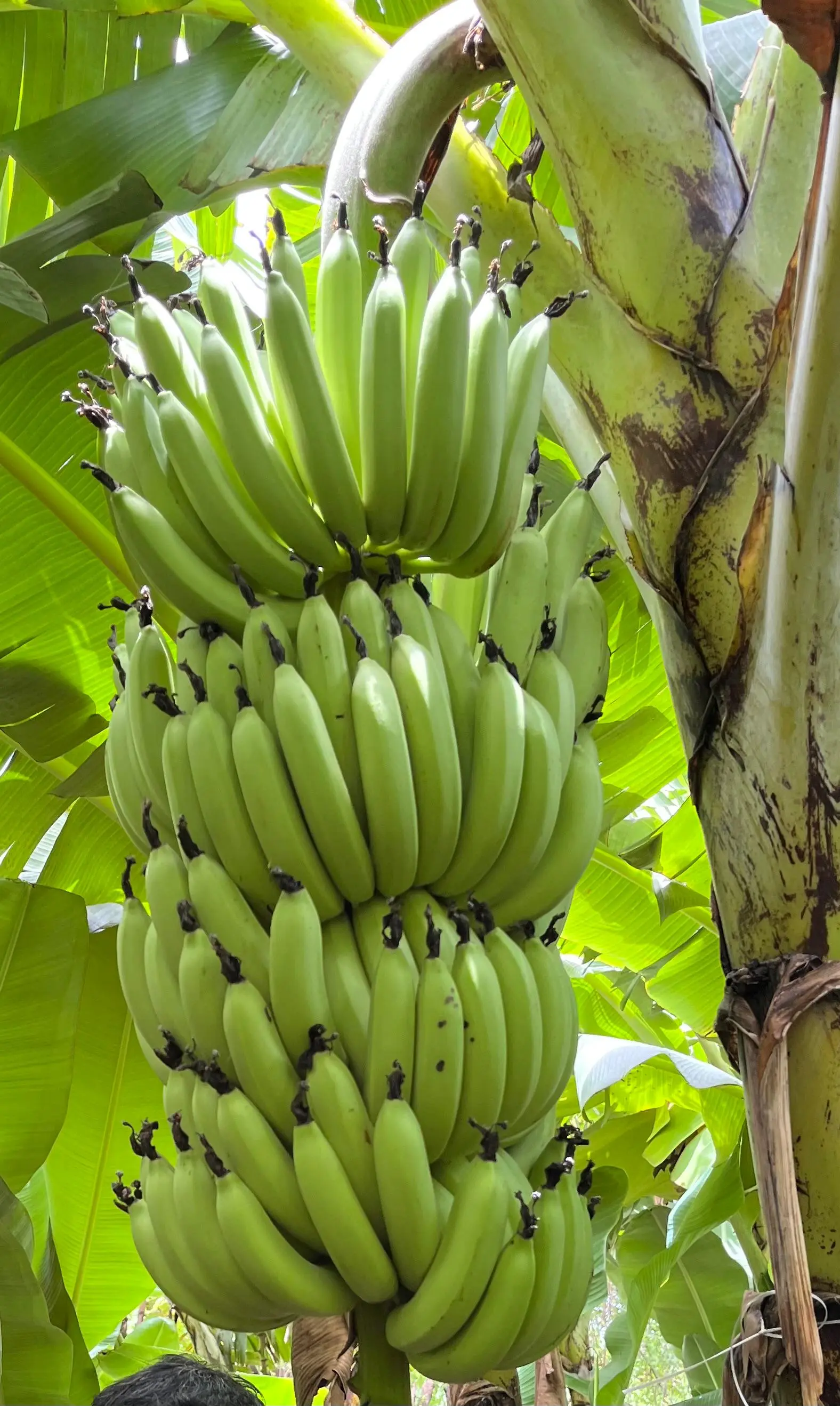 Fresh Indian Bananas for export